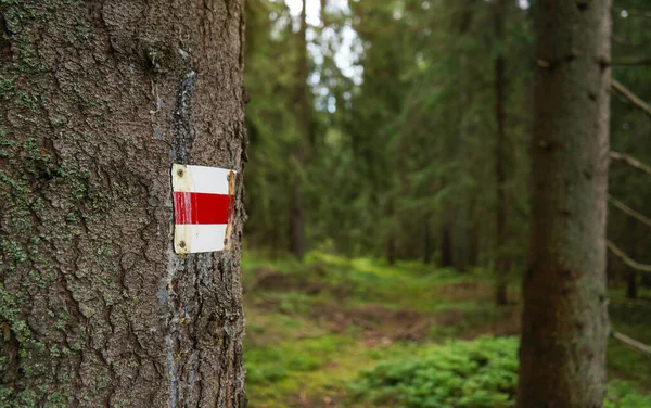 Red White Hiking Trail Sign Tree Bark Forest Closeup Detail — Stock Photo, Image
