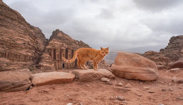 Pequeno Gato Laranja Caminhando Sobre Rochas Vermelhas Paisagem Montanhosa Petra — Fotografia de Stock