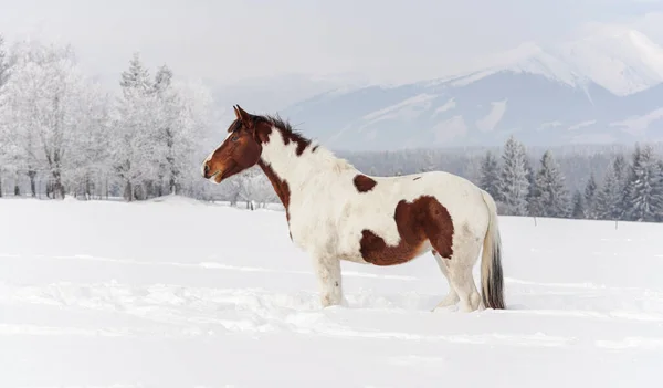 Brown White Horse Slovak Warmblood Espécie Sobre Neve Árvores Borradas — Fotografia de Stock