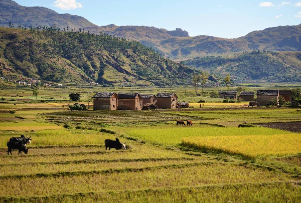 Typical Scenery Sunny Day Ambositra Small Hills Houses Distance Zebu — Stockfoto