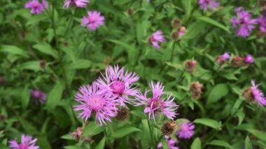 Küçük pembe knapweed - Centaurea türü - yeşil orman çayırlarında yetişiyor, yavaş rüzgarda hareket ediyor.