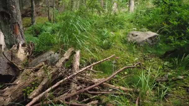 典型的欧洲森林景观 地面长满苔藓的小灌木丛 大石头和一些干枯的老树 镜头笼罩在风景之上 — 图库视频影像