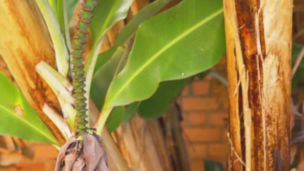 Banana Tree Large Leaves Green Fruits Top Camera Moves — Video Stock