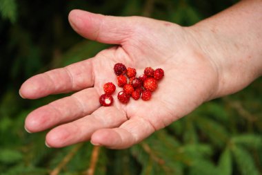 Yaşlı yaşlı bir kadın elinde taze toplanmış küçük vahşi orman çilekleri palmiyelerde, bulanık ağaçlar arka planda