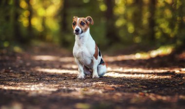 Small Jack Russell terrier standing on forest road, sun shines through trees background