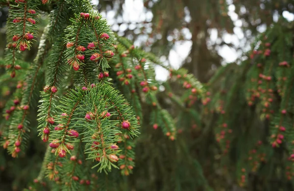 Small Purple Pink Flowers Young Cones Spruce Coniferous Tree Branches — Stockfoto