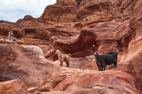 Group Goats Standing Red Rocky Formations Petra Jordan — Fotografia de Stock