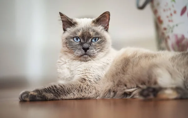 Vecchio Gatto Grigio Con Piercing Agli Occhi Blu Posa Sul — Foto Stock