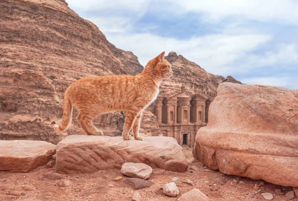 Petit Chat Orange Marchant Sur Des Rochers Rouges Paysage Montagneux — Photo