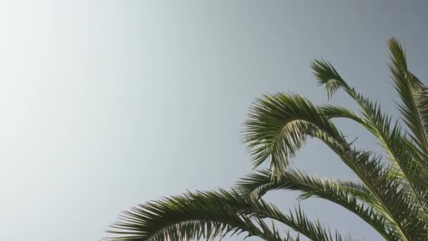 抬头看棕榈树叶子缓风飘扬 蓝天分明 左上角有文字空间 — 图库视频影像