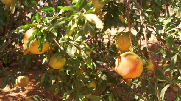 Unripe Pomegranate Growing Tree Leaves Moving Slow Wind — Stock Video