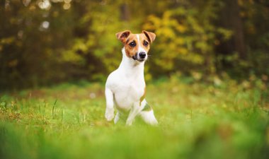 Küçük Jack Russell Teriyeri sonbaharda çayırda oturuyor, sarı ve turuncu ağaçlar arka planda bulanık