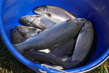 Taze yakalanmış gökkuşağı alabalıkları mavi sepette