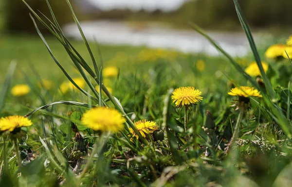 Çimenlerde yetişen sarı karahindiba çiçeği. Detaylı fotoğraf.