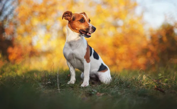Pequeno Jack Russell Terrier Sentado Prado Outono Amarelo Laranja Árvores — Fotografia de Stock