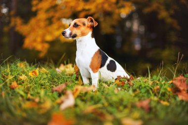 Küçük Jack Russell Teriyeri sonbaharda çayırda oturuyor, sarı ve turuncu ağaçlar arka planda bulanık