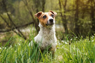 Küçük Jack Russell teriyeri çimenlerde oturuyor, kürkü çamurdan çok kirli, dikkatlice bakıyor, bulanık ağaçlar.