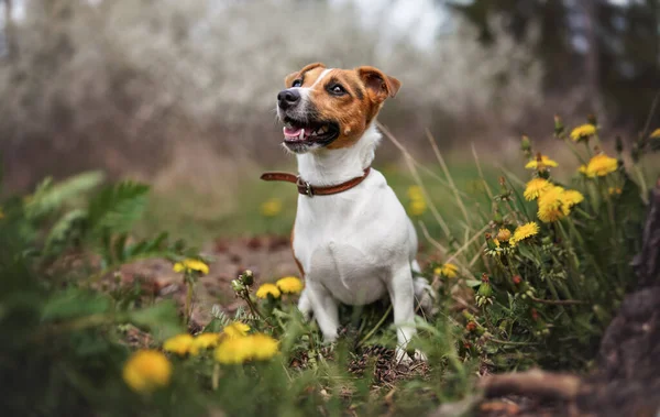Piccolo Jack Russell Terrier Seduto Sul Prato Primavera Bocca Aperta — Foto Stock