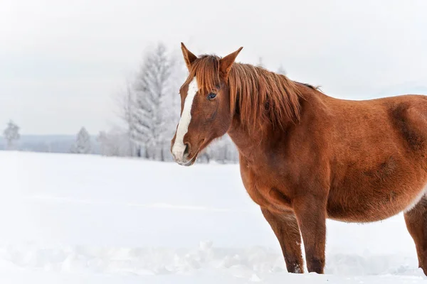 Brown horse on snow covered field, detail on head, blurred trees in background