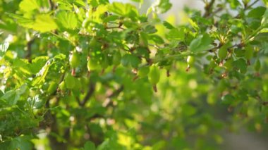 Green unripe gooseberries growing on  garden bush, sun shining to leaves