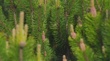 Köknar ağaçlarında yetişen küçük kozalaklı çiçekler ya da kozalaklar.