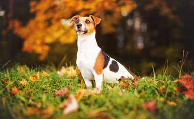 Küçük Jack Russell Teriyeri sonbaharda çayırda oturuyor, sarı ve turuncu ağaçlar arka planda bulanık