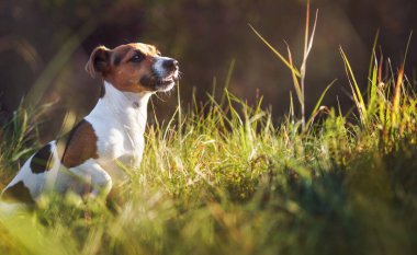Küçük Jack Russell teriyeri sade çimenlerde oturuyor, üzerinde güneş parıldıyor, yüzeysel bir saha fotoğrafı.