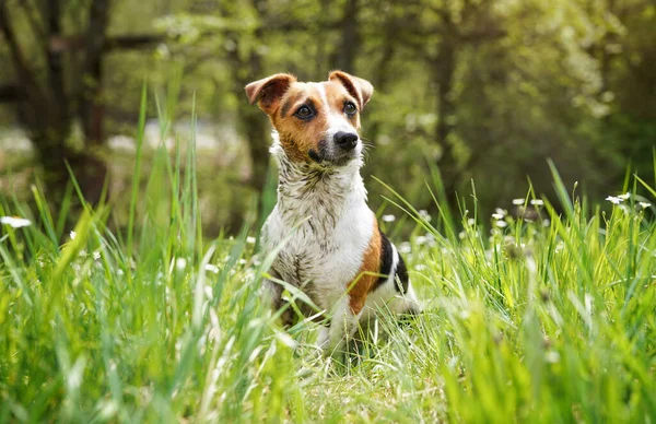 Küçük Jack Russell teriyeri çimenlerde oturuyor, kürkü çamurdan çok kirli, dikkatlice bakıyor, bulanık ağaçlar.