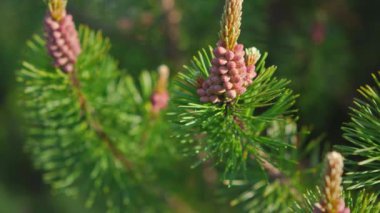 Small young coniferous flowers or cones growing on fir bushes