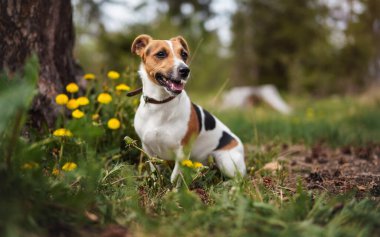 Küçük Jack Russell teriyeri baharda çayırda oturuyor, ağzı açık yukarı bakıyor, sarı karahindiba çiçekleri 