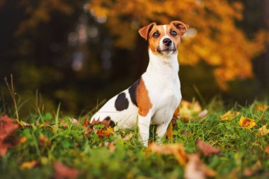 Küçük Jack Russell Teriyeri sonbaharda çayırda oturuyor, sarı ve turuncu ağaçlar arka planda bulanık