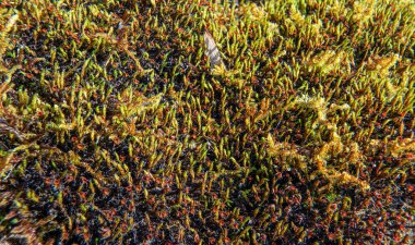 Ağaçta, ağaçta yetişen ince kırmızı yeşil yosun. Makro detay.