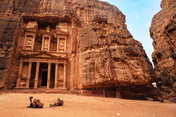 Два Верблюди Саджанці Готові Туристів Сидячи Перед Аль Хазне Храм — стокове фото