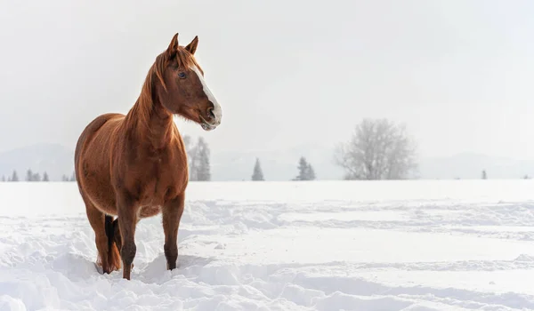 Dunkelbraunes Pferd Watet Auf Schneebedecktem Feld Verschwommene Bäume Hintergrund Platz — Stockfoto