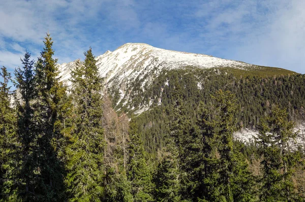 Cenário Inverno Eslováquia Árvores Coníferas Altas Com Pico Pátria Nas — Fotografia de Stock