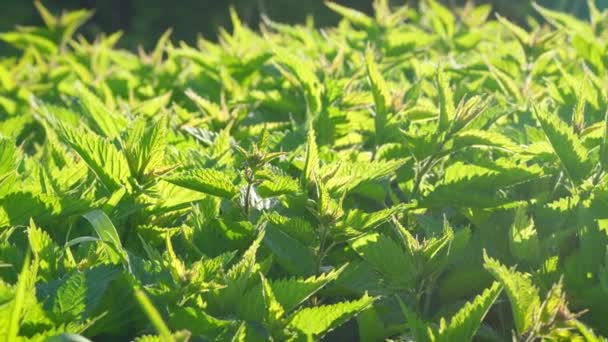 Солнце Светит Свежей Крапиве Жало Urtica Dioica Камера Панорамирование Многих — стоковое видео