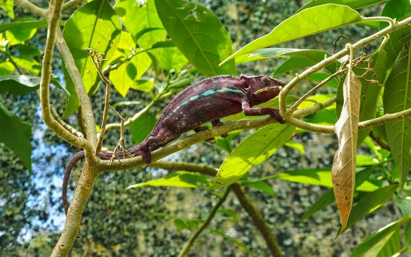 Dark Brown Purple Parsons Chameleon Calumma Parsonii Walking Tree Branch — 스톡 사진