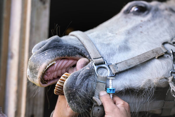 Horse has it mouth opened by equine veterinarian, one hand holding tongue, before applying sedative. Closeup detail to muzzle and teeth.