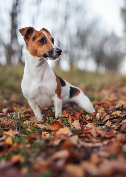 Small Jack Russell Terrier Sitting Forest Path Orange Leaves Autumn —  Fotos de Stock