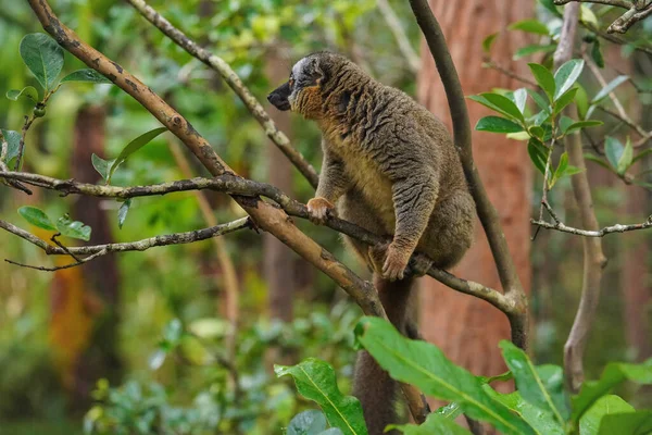 Lemur Marrom Comum Eulemur Fulvus Segurando Uma Árvore Olhando Para — Fotografia de Stock