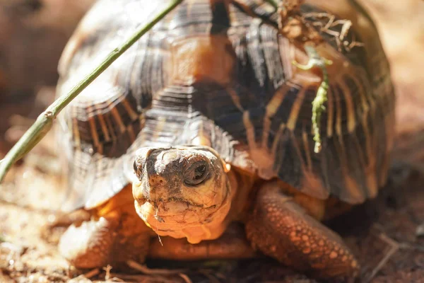Strahlenschildkröte Astrochelys Radiata Vom Aussterben Bedrohte Schildkrötenart Endemisch Madagaskar Auf — Stockfoto