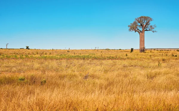 Flat land with low orange yellow grass, some baobab trees growing in distance, typical landscape of Maninday, region Madagascar.
