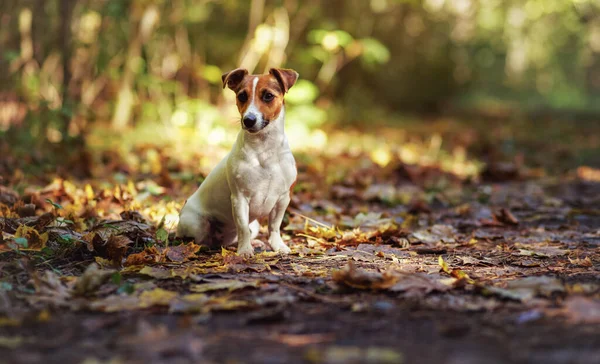 Μικρό Jack Russell Terrier Κάθεται Δασικό Μονοπάτι Κίτρινα Φύλλα Πορτοκαλιού — Φωτογραφία Αρχείου