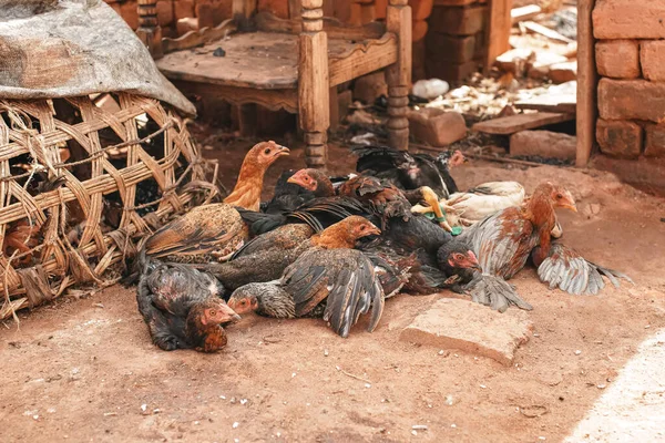 Group of small chickens and hens on dirty yard ground, provisional wicker cage near, closeup detail from typical village in Africa.