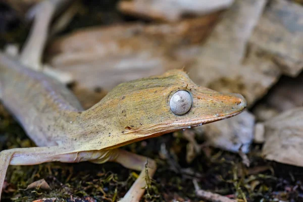 Lined Flat Tail Gecko Uroplatus Lineatus Walking Black Ground Closeup — ストック写真