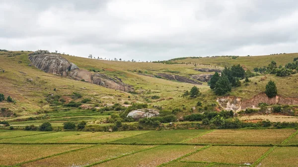 Τυπικό Τοπίο Μαδαγασκάρη Πράσινο Και Κίτρινο Ρύζι Βεράντα Πεδία Μικρούς — Φωτογραφία Αρχείου