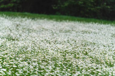 Bir sürü papatya çiçeğinin açtığı bahar çayırı, sığ tarla fotoğrafı, odak noktasında sadece birkaç taç yaprağı, bulanık orman ağaçları....
