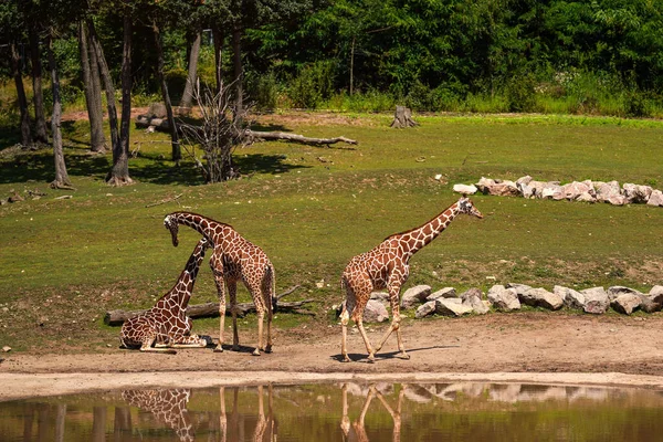 Three Reticulated Giraffe Giraffa Camelopardalis Reticulata Standing Next Small Lake — Stock Photo, Image