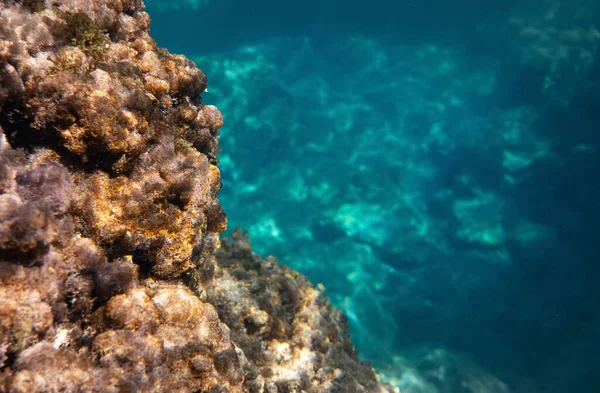 Underwater Photo Snorkelling Liapades Corfu Much Marine Life Only Algae — Stock Photo, Image