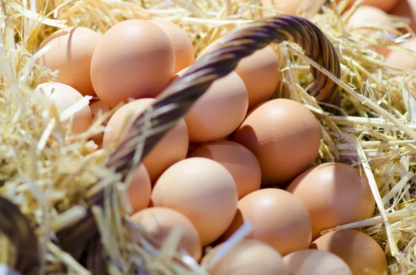 Eier im Korb — Stockfoto